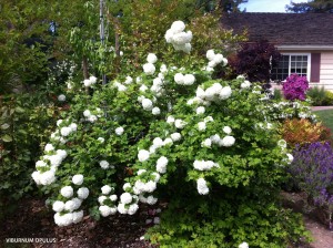 Viburnum opulus - blooming